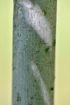 Pterocarya stenoptera 'Fern Leaf' - paořech úzkokřídlý - borka